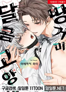 땅거미 달콤 고양이